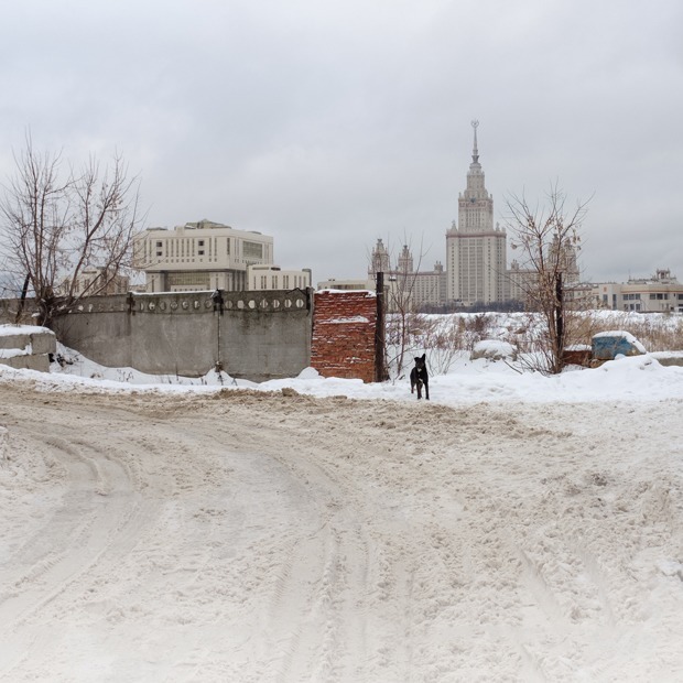 «Здесь легко получить по башке»: Как расчищают место под научную долину МГУ — Истории на The Village