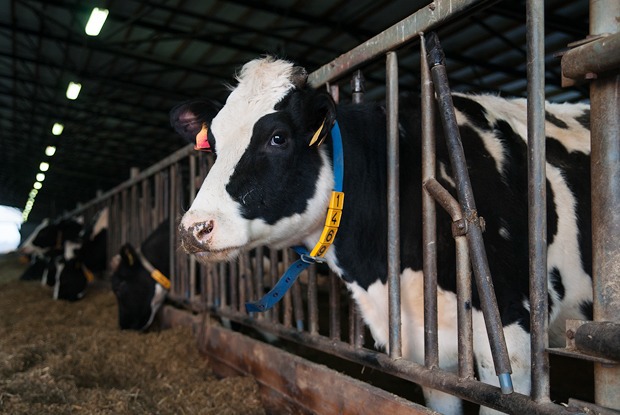 Как делают молочные продукты — Производственный процесс на The Village