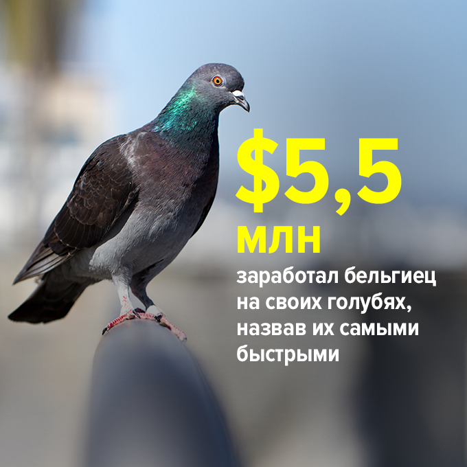...заработал бельгиец на своих голубях, назвав их самыми быстрыми — Цифра дня на The Village