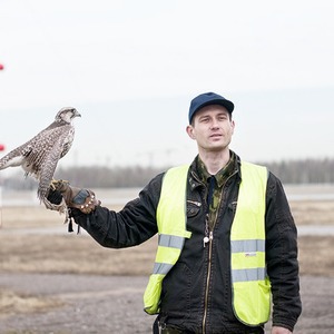 Подрезать крылья: Как работают орнитологи на аэродромах — Как всё устроено на The Village
