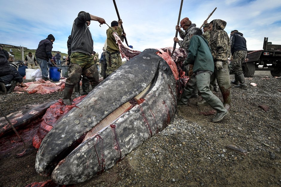 58O1x8sK XiEVgYELJb03g можно ли плавать с касатками