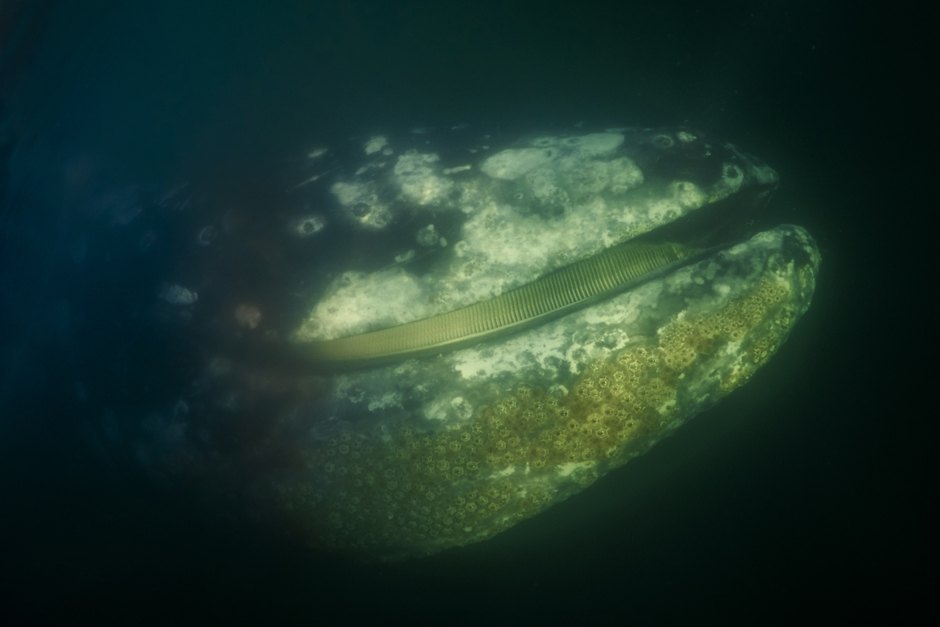 AQvGkqPX H6wohOM116ZjA можно ли плавать с касатками