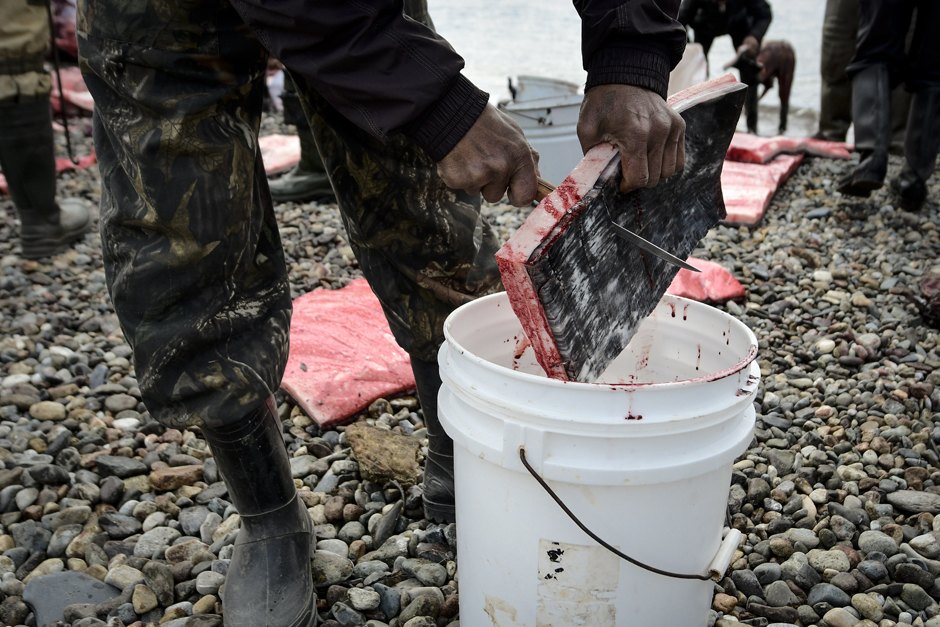 EGoCJyPGnztfWNt8H13y6A можно ли плавать с касатками