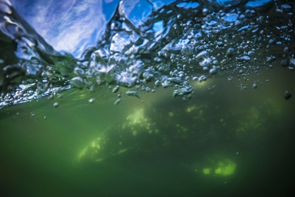 Q19t3y96WVvBHbmPFbo uA можно ли плавать с касатками