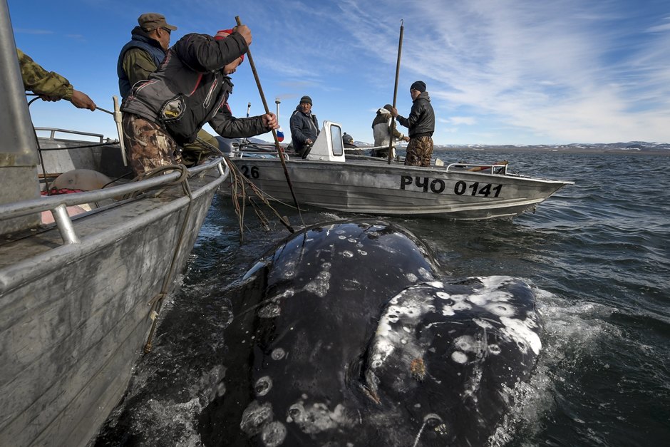 SOMaZ Jfgfdr4JhfeXBVAA можно ли плавать с касатками