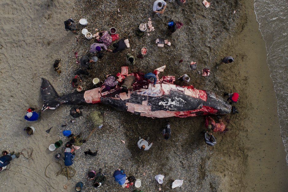 Fw0VpyzsDaP6WDlHQRP g можно ли плавать с касатками