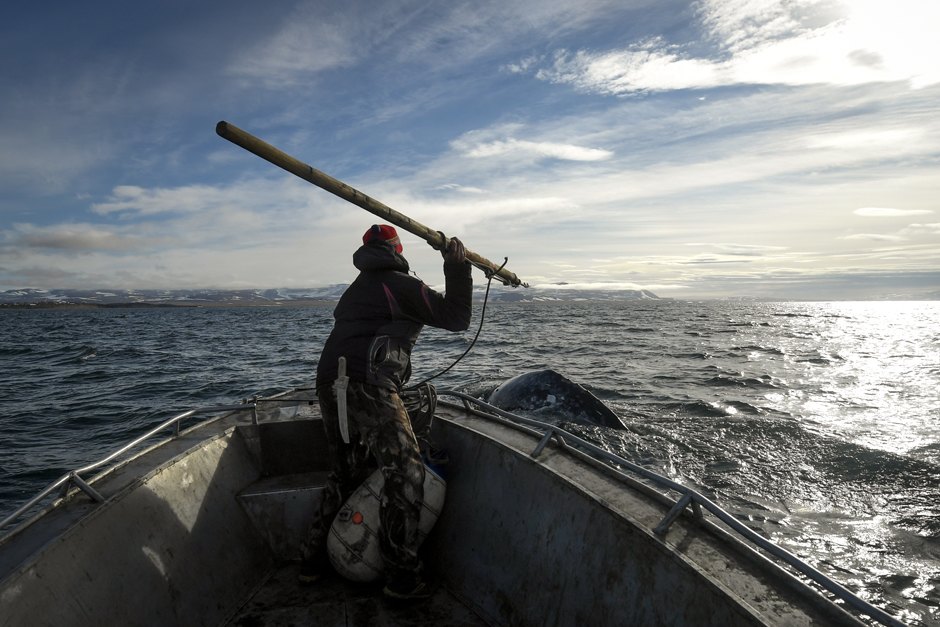 aeHcTB K2F932Q2yNRtP2A можно ли плавать с касатками