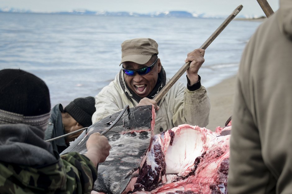 можно ли плавать с касатками