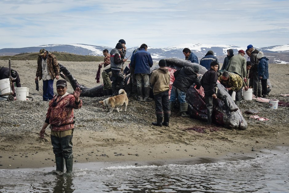 h08j22X8UB gBaeAZv LRQ можно ли плавать с касатками