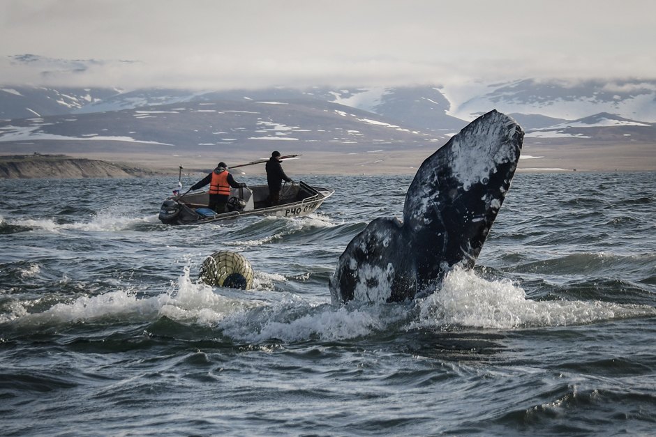 m 6C5SZcLvB DT6l5PT6bQ можно ли плавать с касатками