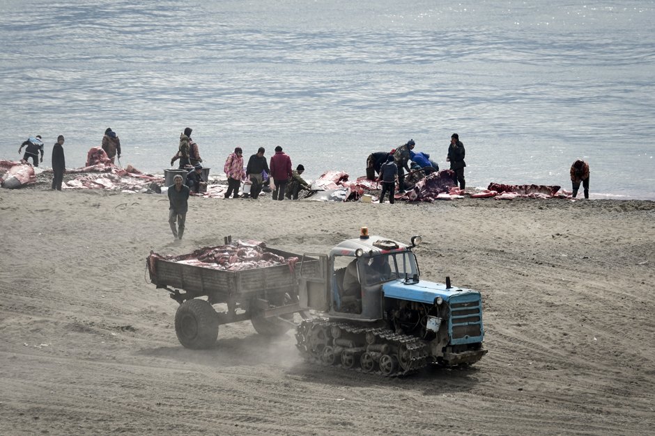 можно ли плавать с касатками